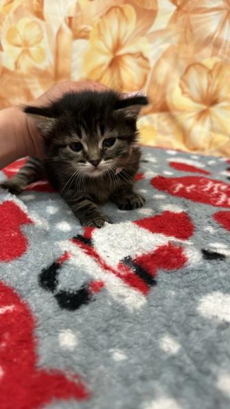 Отдам котят в добрые руки, к лотку приучены