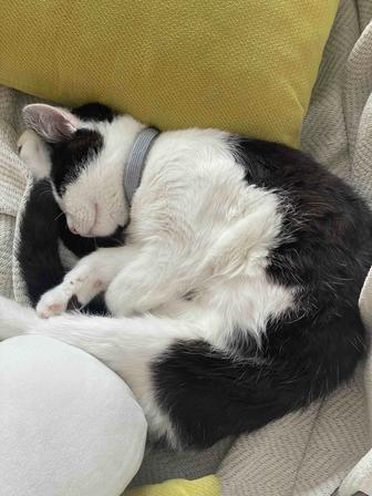 Отдам котенка в добрые руки