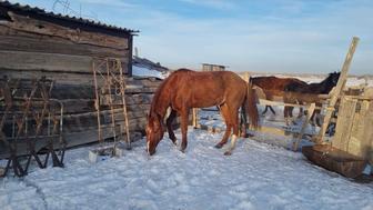 Ағылшын айғыр.Бұйра жалдың баласы 7 жасар сатамын жуас міңгі бәйге көкпа