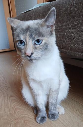 Зося, очень необычный окрас