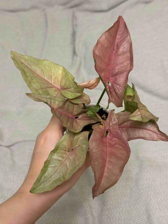 Сингониум Пинк неон