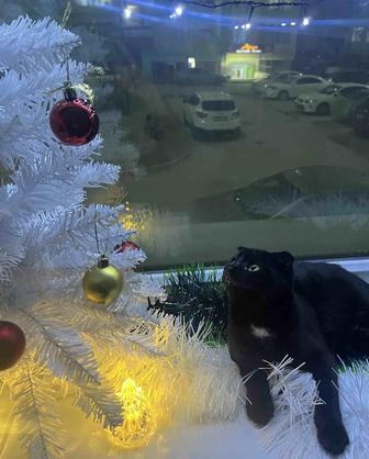 Котята продается