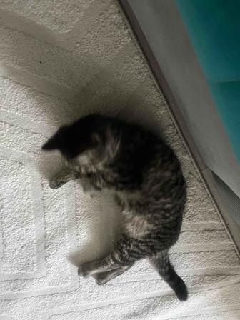 Отдам кошку