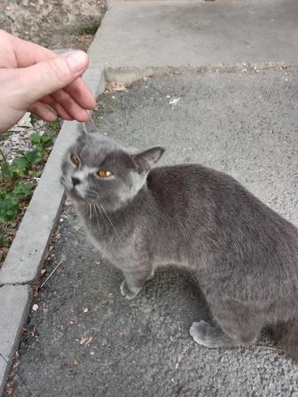 Британская кошка