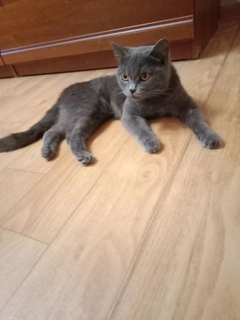 Британская кошка