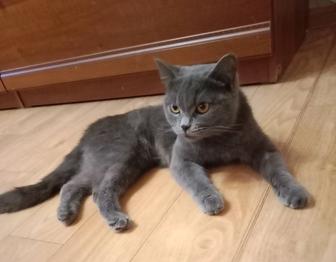 Британская кошка