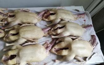 Цыпленок бройлер