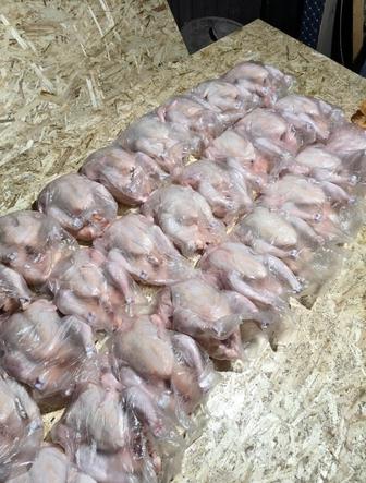 Цыпленок бройлер