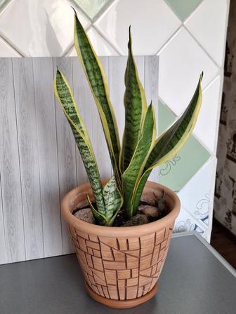 Цветок Сансевиерия большой в дорогом горшке