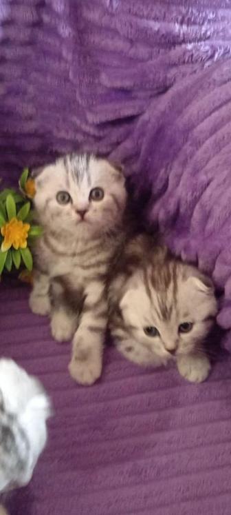 Продам вислоухого котика с отличной родословной.