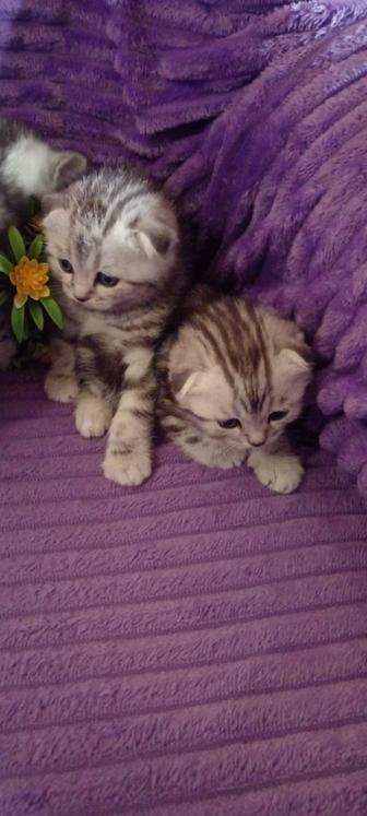 Продам вислоухого котика с отличной родословной.