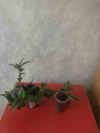 Продам,Цветы Традесканция