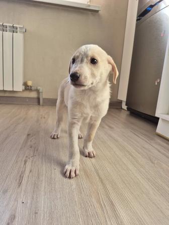 Классный щенок