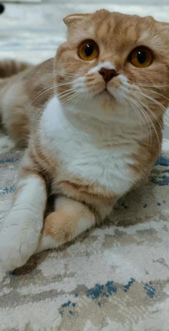 Вязка кошки