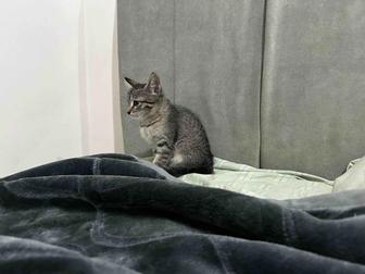 Котенок
