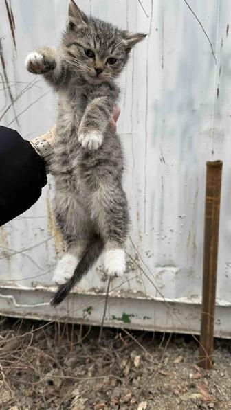 Котята ищут дом