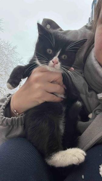 Котята ищут дом