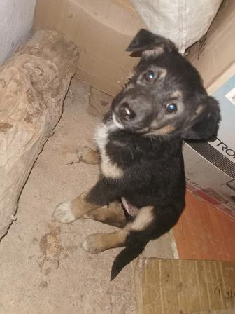 Отдам щенка в добрые руки.