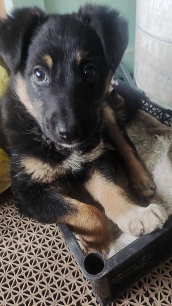 Отдам щенка в добрые руки.