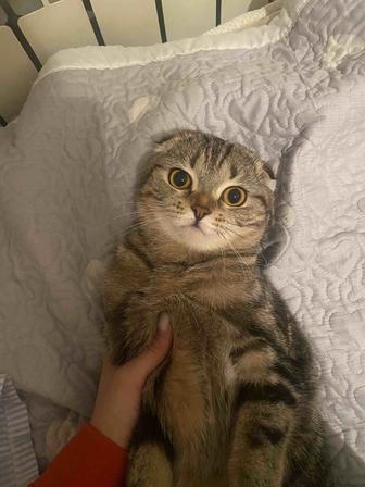 Ищет новый дом чудесная шотландская вислоухая кошка!