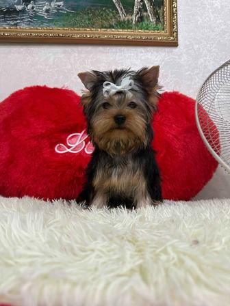 Красивый мальчик йоркширский терьер