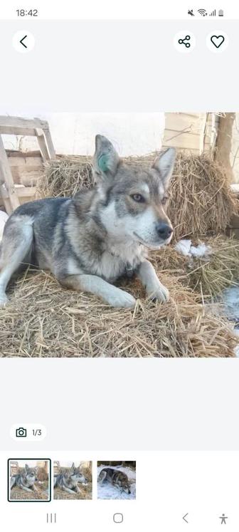 Собака в Алматы ищет дом. Возраст 1 год. Рост ниже среднего. Стерилизованна