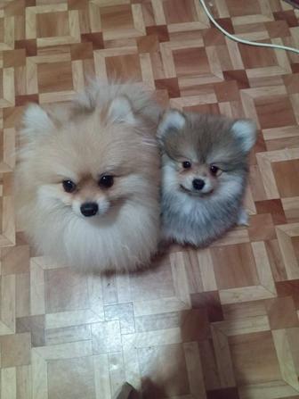 Вязка померанского мини шпица