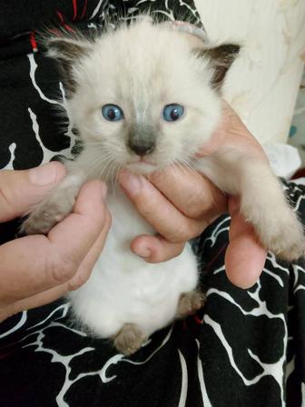 Продам котенка девочка