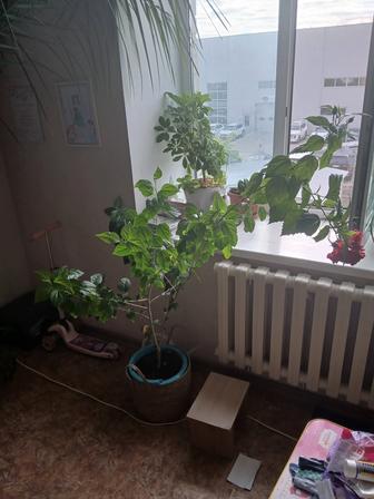 Роза комнатная
