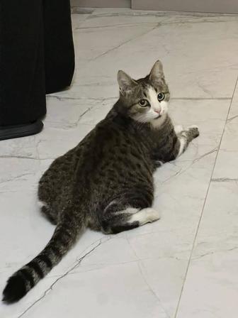 Подарю кошечку в добрую семью!