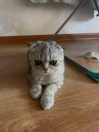 Котята шотландские