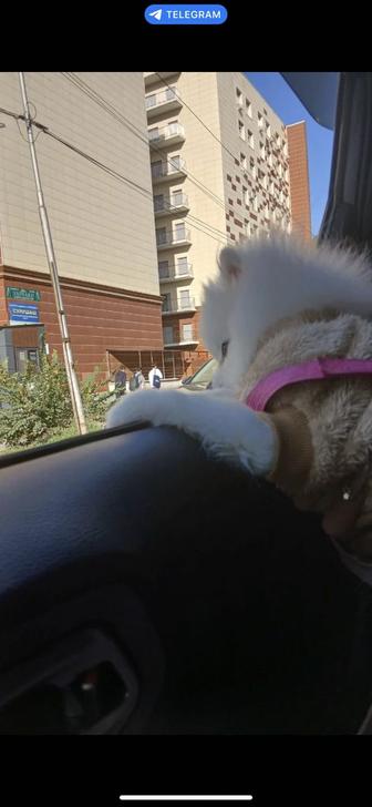 Померанский шпиц