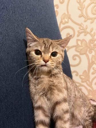 Отдам милого котенка в добрые руки бесплатно