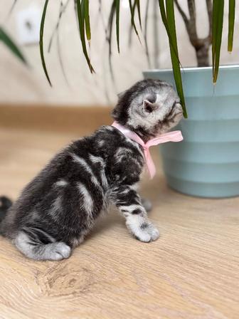 Продам породистых котят