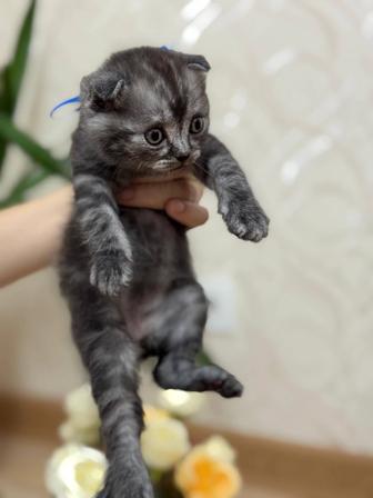 Продам породистых котят