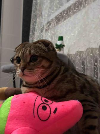 Ищем кота породы шотландский страйт