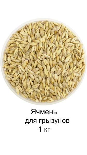 Ячмень для грызунов