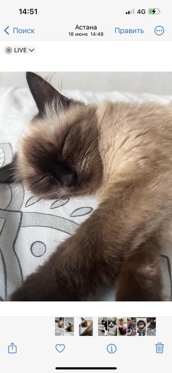 Отдам в хорошие руки котят, 6 мес. Приучены к горшку, едят все
