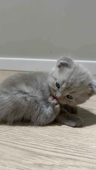 Котенок ( британец )