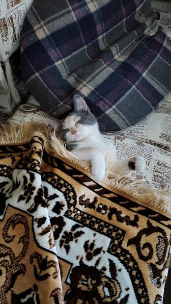 Котенок девочка в добрые руки