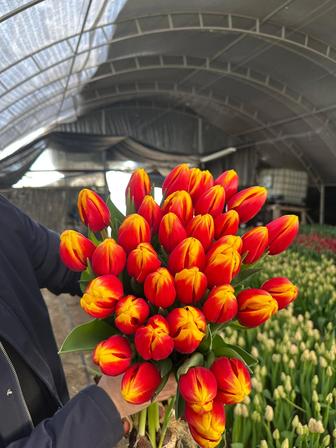 Тюльпаны оптом