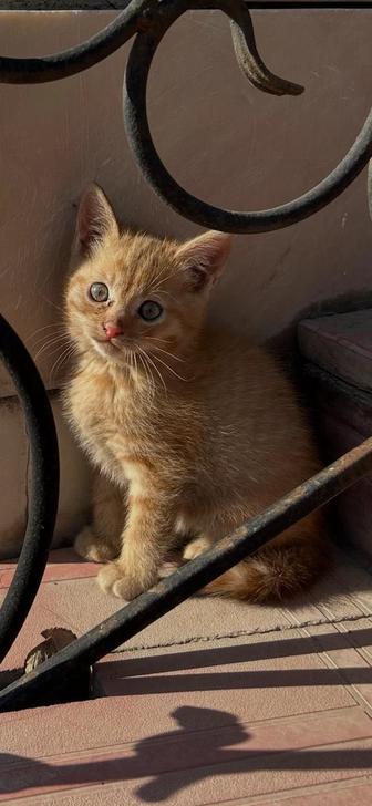 Котенок (мальчик, 2 месяца)