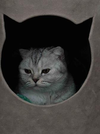 Кошка вислоухая шотландская