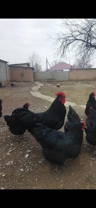 Джерси гигант жұмыртқасы сатылады