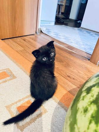 Отдам котенка в добрые руки (мальчик)
