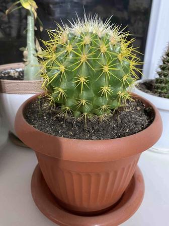 Эхинокактус