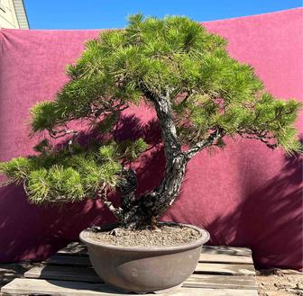 Сосна бонсай