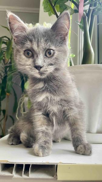 Котенок ищет дом. Привезу