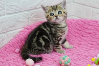 Британские котята окраса черный мрамор на золоте