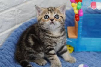 Шикарные котята окраса черный мрамор на золоте/серебре